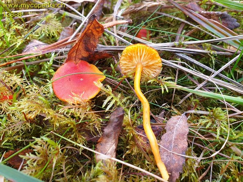 Hygrocybe miniata var. miniata - 