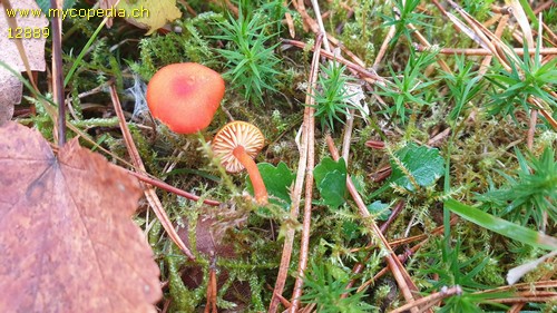 Hygrocybe miniata var. miniata - 