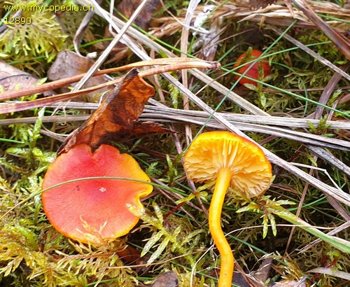 Hygrocybe miniata var. miniata - 