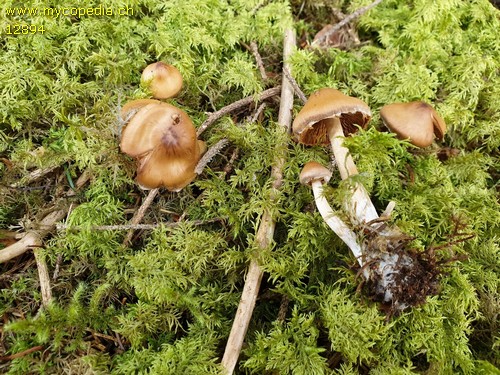 Cortinarius helvolus - 