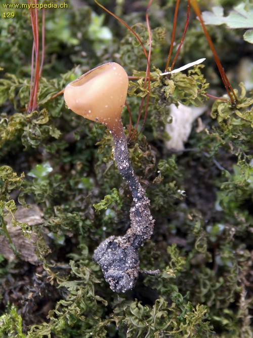 Dumontinia tuberosa - 