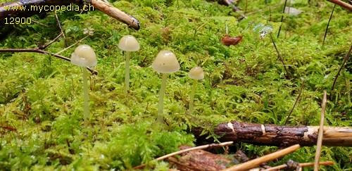 Mycena epipterygia - 