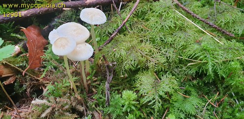 Mycena epipterygia - 