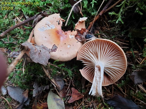 Hygrophorus discoideus - 