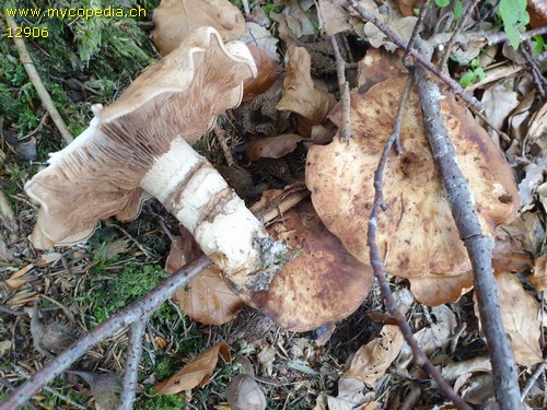 Hebeloma radicosum - 