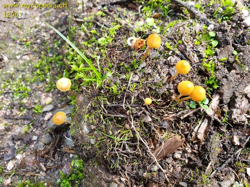 Galerina clavata - 