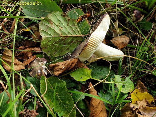 Russula fragilis - 