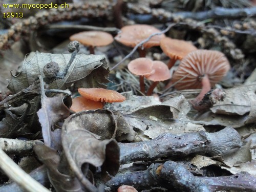 Laccaria laccata var. pallidifolia - 