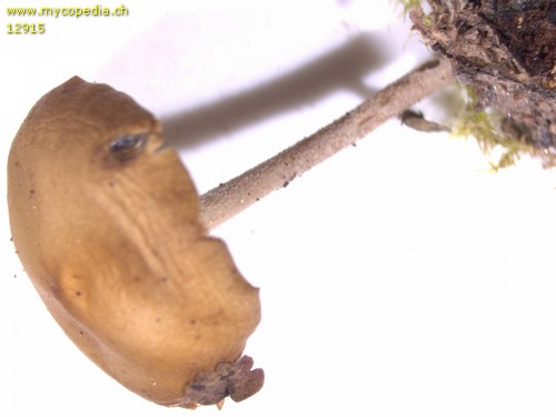 Baeospora myosura - 