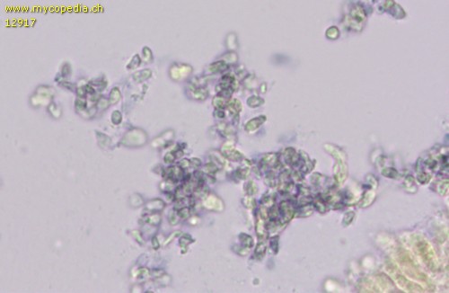 Baeospora myosura - Sporen - Melzers  - 