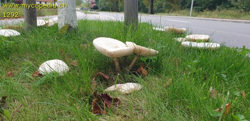 Leucoagaricus leucothites - 