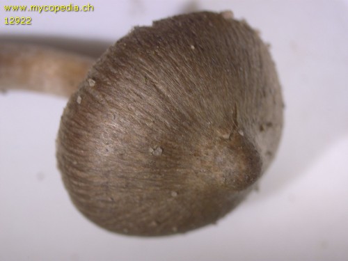 Inocybe leiocephala - 