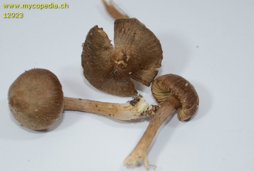 Inocybe leiocephala - 