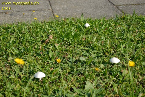 Leucoagaricus leucothites - 