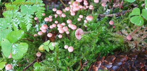 Mycena rosella - 