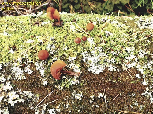 Gymnopilus picreus - 