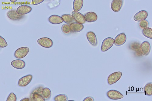 Gymnopilus picreus - Sporen - Wasser  - 