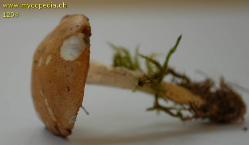 Stropharia coronilla - 