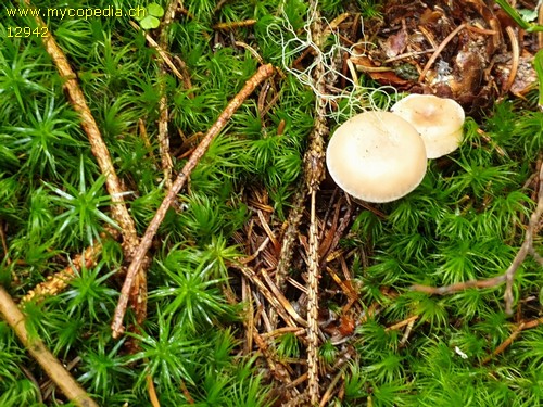 Clitocybe ditopa - 