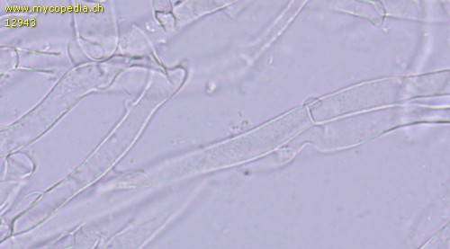 Clitocybe ditopa - 