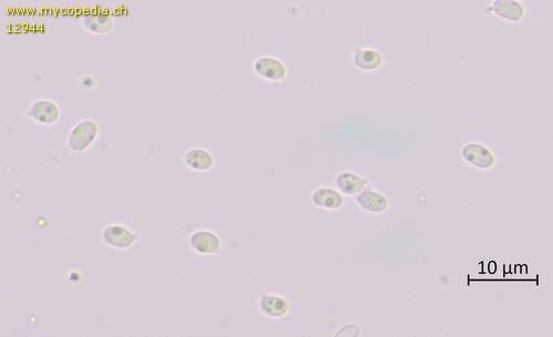 Clitocybe ditopa - 