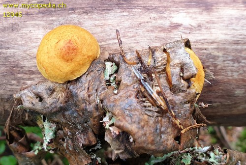 Pholiota tuberculosa - 