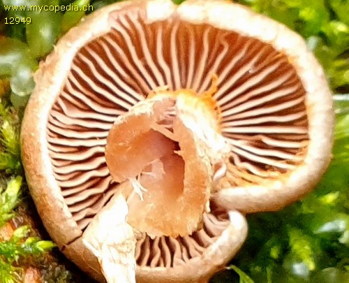 Cortinarius mellinus - 