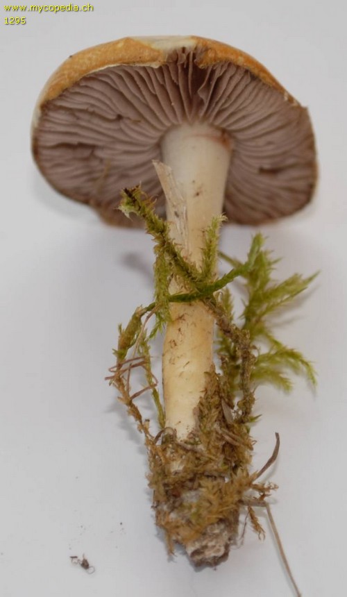 Stropharia coronilla - 