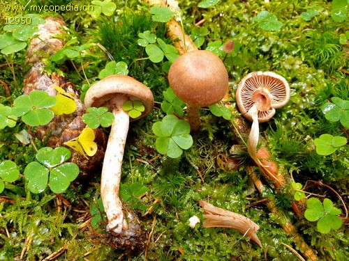 Cortinarius mellinus - 