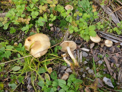 Pholiota gummosa - 