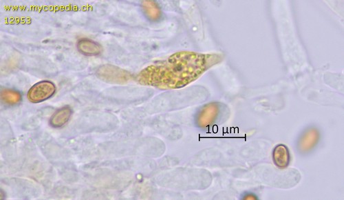 Pholiota gummosa - Chrysozystiden - KOH  - 