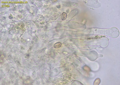 Pholiota gummosa - Cheilozystiden - Wasser  - 