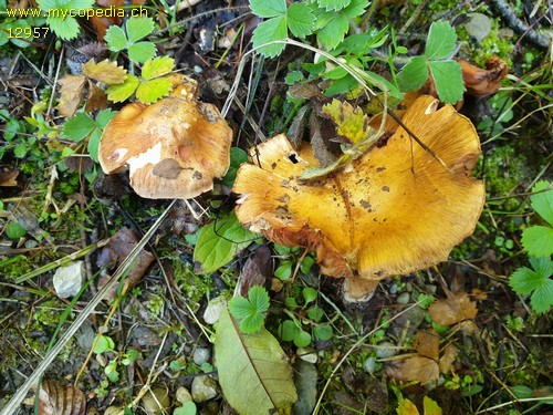 Inocybe fraudans - 