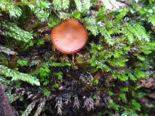 Scutellinia umbrorum - 