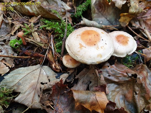 Hypholoma capnoides - 