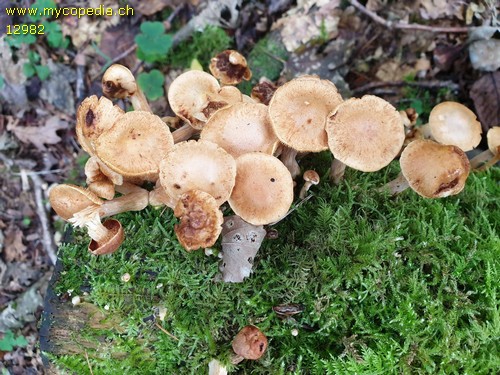 Gymnopilus penetrans - 