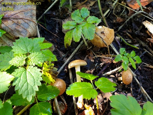 Inocybe splendens - 