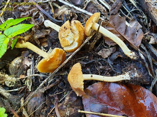 Inocybe splendens - 