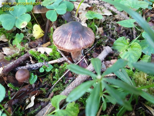 Cortinarius brunneus - 