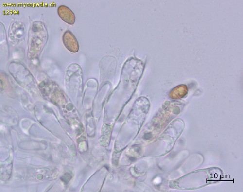 Cortinarius brunneus - Basidien und Marginalzellen - Wasser  - 
