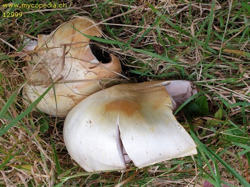 Agaricus macrocarpus - 