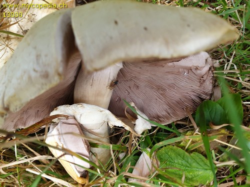 Agaricus macrocarpus - 