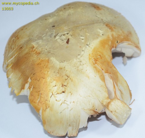 Agaricus macrocarpus - 