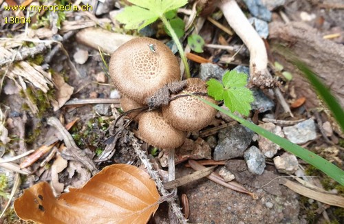 Inocybe cincinnata - 