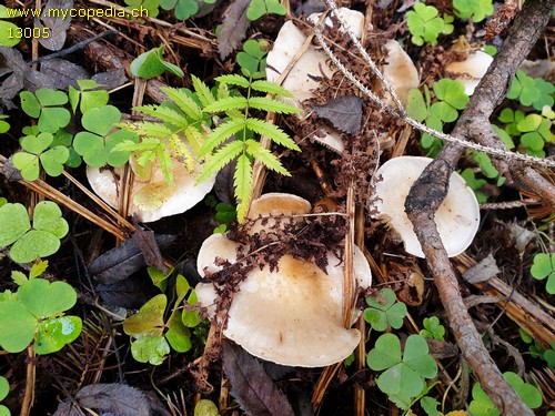 Pholiota elegans - 