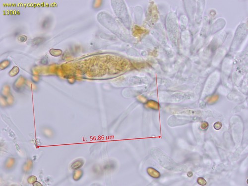 Pholiota elegans - 