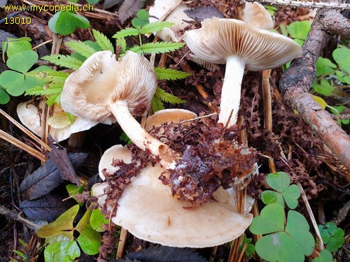 Pholiota elegans - 