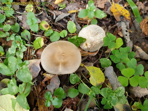 Entoloma spp - 