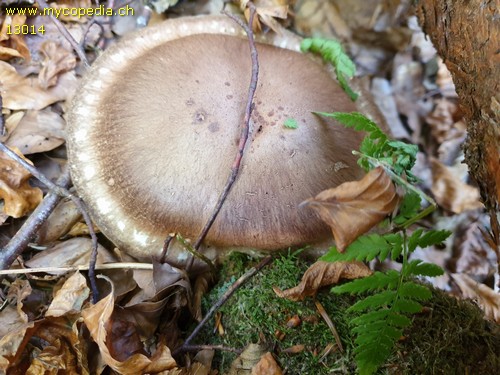 Cortinarius torvus - 