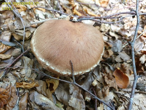 Cortinarius torvus - 